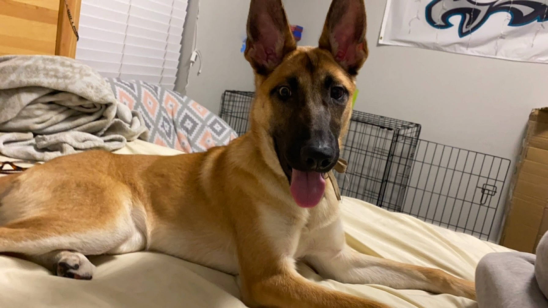 Lola is registered to the contest to win money with this photo: belgian_shepherd_malinois, canidae, carnivore, collar, companion_dog, dog, dog_breed, dog_supply, east_european_shepherd, fawn, fur, german_shepherd_dog, guard_dog, herding_dog, old_german_shepherd_dog, pet_supply, snout, sporting_group, whiskers, working_dog