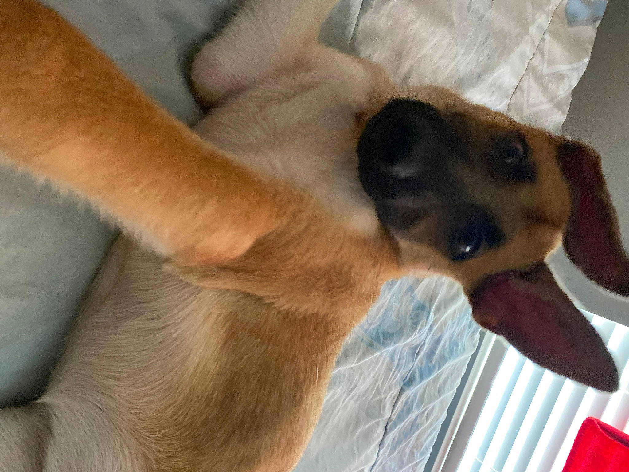 Lola is registered to the contest to win money with this photo: carnivore, collar, comfort, companion_dog, dog, dog_breed, dog_supply, ear, elbow, fawn, foot, fur, gesture, great_dane, human_leg, liver, pet_supply, snout, whiskers, working_animal