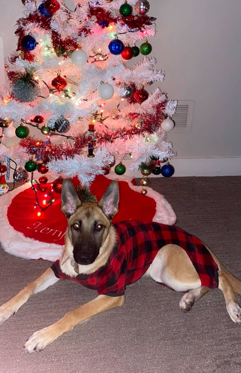 Lola joined the competition — help win amazing prizes! carnivore, christmas, christmas_decoration, christmas_eve, christmas_ornament, christmas_tree, collar, companion_dog, costume_hat, dog, dog_breed, dog_supply, event, evergreen, fawn, hat, holiday, holiday_ornament, ornament, party_supply