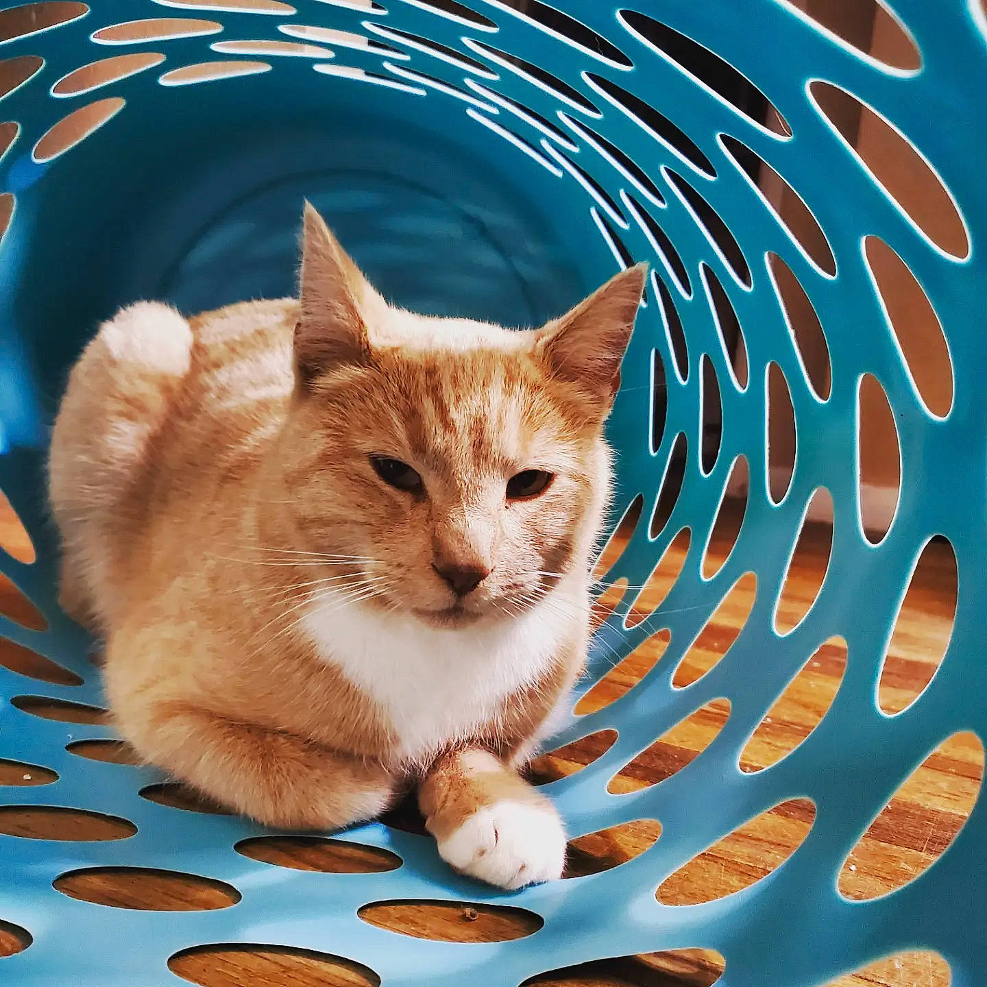 Archie joined the competition — help win amazing prizes! carnivore, cat, claw, domestic_short_haired_cat, electric_blue, fawn, felidae, fur, graphics, organism, paw, pet_supply, photo_caption, small_to_medium_sized_cats, snout, tail, whiskers, wildlife, window, wood