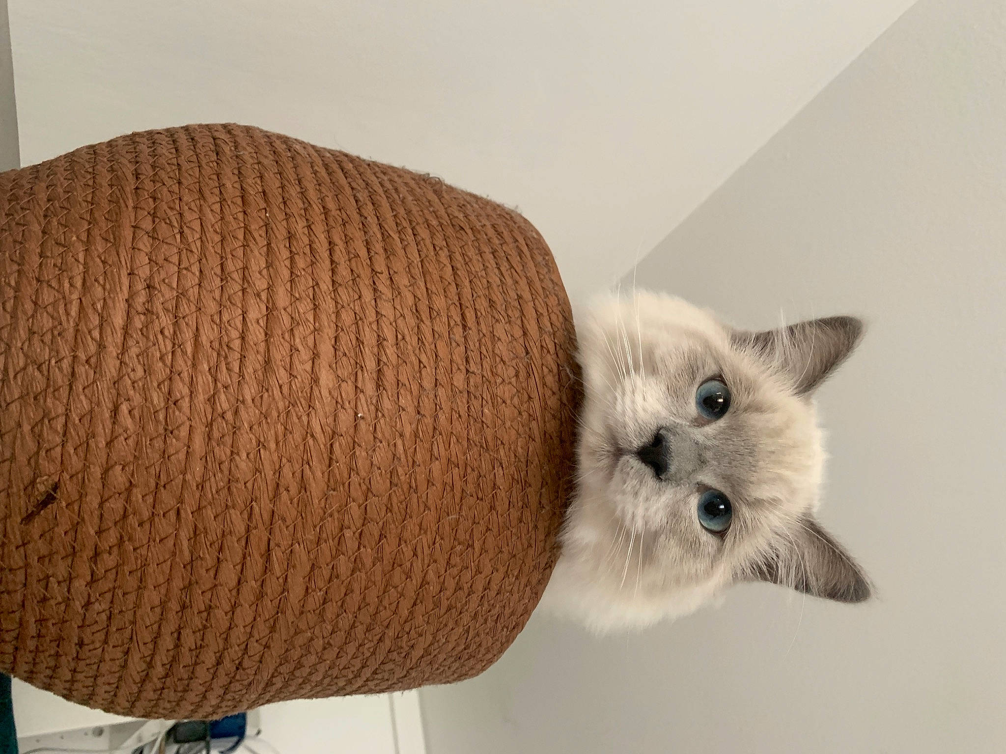 Tornade a rejoint le concours — aidez-le/la à gagner de superbes lots ! balinese, birman, carnivore, cat, comfort, domestic_short_haired_cat, fashion_accessory, fawn, felidae, fur, paw, siamese, small_to_medium_sized_cats, tail, thread, whiskers, wood, wool, woolen, woven_fabric