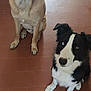 dog, two_dogs, sitting, indoor, floor, tile_floor, brown_dog, black_and_white_dog, heterochromia, pets, animals, looking_up, ears_up, canine, companion, alert, domestic, mammal, friend, cute