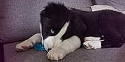 Taiko participe au concours pour gagner de l'argent avec cette photo : puppy, dog, black_and_white, blue_eyes, couch, indoor, pet, young_dog, toy, paw, fur, resting, cute, animal, canine, domestic_animal, cozy, living_room, playful, relaxed