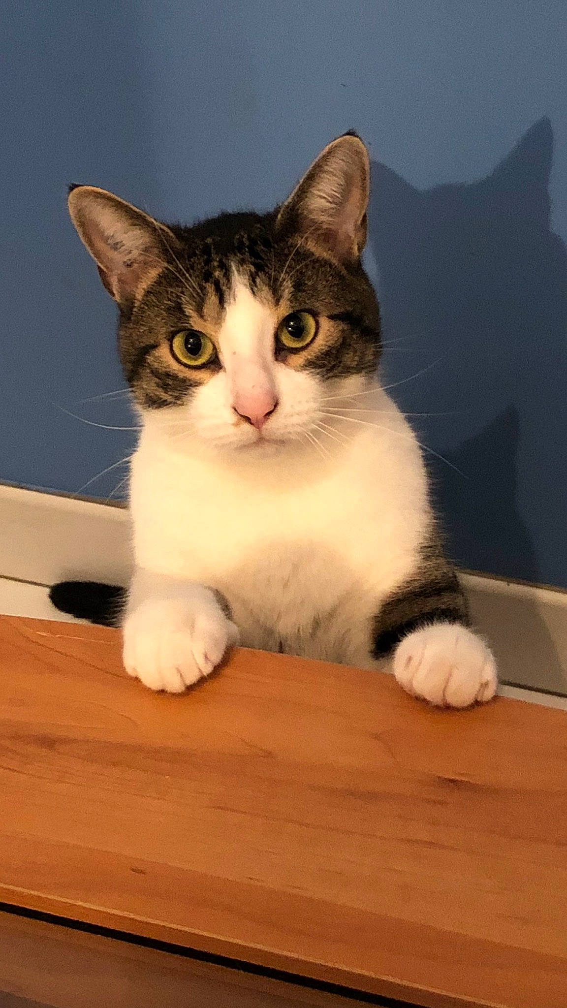 Gribouille participe au concours pour gagner de l'argent avec cette photo : box, carnivore, cat, desk, domestic_short_haired_cat, eye, felidae, foot, fur, hardwood, iris, paw, sitting, small_to_medium_sized_cats, snout, table, tail, whiskers, window, wood