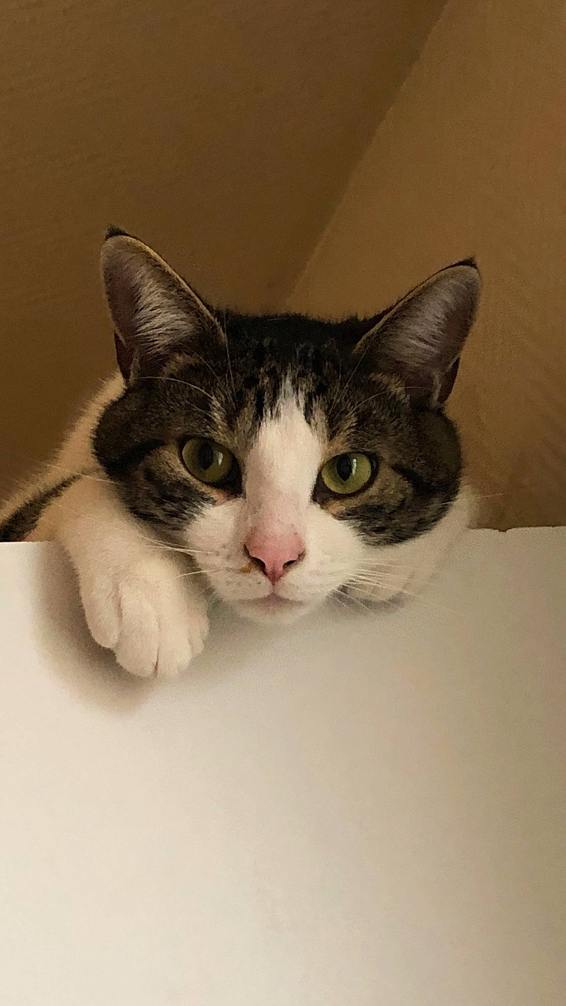 Gribouille a rejoint le concours — aidez-le/la à gagner de superbes lots ! carnivore, cat, claw, comfort, domestic_short_haired_cat, ear, eyelash, felidae, foot, fur, iris, jaw, paw, small_to_medium_sized_cats, snout, tail, whiskers