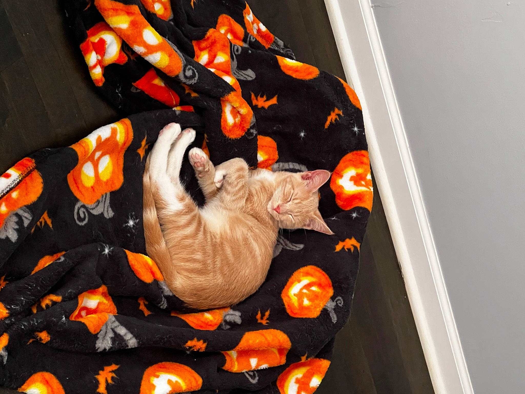 Fanta is registered to the contest to win money with this photo: art, calabaza, carmine, fictional_character, font, gesture, gourd, orange, room, still_life, still_life_photography, visual_arts