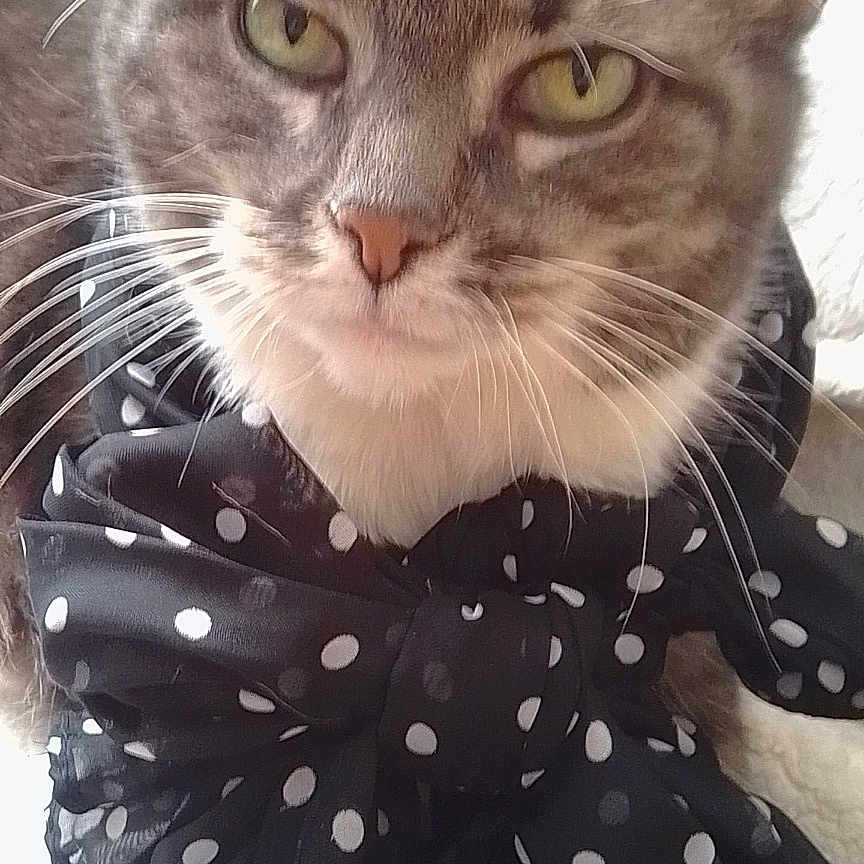 Désirée a rejoint le concours — aidez-le/la à gagner de superbes lots ! animal, black_bow, bow, calm, cat, close_up, cute, domestic_cat, face, feline, fur, green_eyes, indoor, pet, polka_dot, portrait, resting, soft_texture, tabby, whiskers
