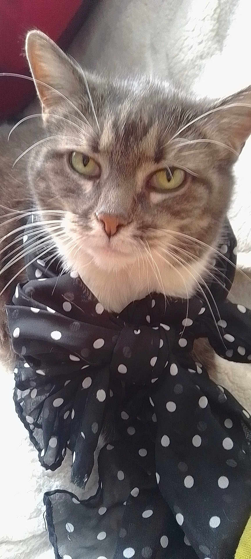 Désirée a rejoint le concours — aidez-le/la à gagner de superbes lots ! cat, tabby, close_up, pet, feline, whiskers, green_eyes, polka_dot, bow, black_bow, animal, indoor, resting, cute, fur, face, portrait, soft_texture, domestic_cat, calm