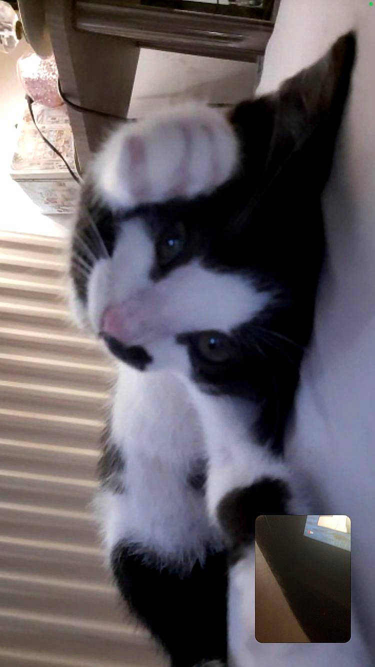 Nova is registered to the contest to win money with this photo: carnivore, cat, claw, comfort, dog_breed, domestic_short_haired_cat, felidae, fur, paw, small_to_medium_sized_cats, snout, tail, terrestrial_animal, whiskers