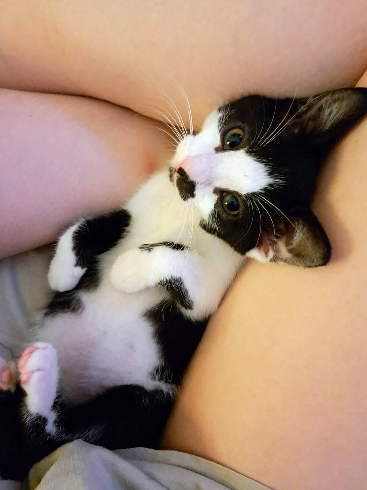 Nova joined the competition — help win amazing prizes! carnivore, cat, claw, comfort, domestic_short_haired_cat, elbow, eyelash, felidae, foot, fur, gesture, human_leg, lap, nail, paw, small_to_medium_sized_cats, thigh, thumb, whiskers, wrist