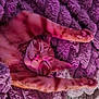 animal, cat, comfort, cozy, cute, fluffy_blanket, fur, indoor, nap, orange_tabby, paw, peaceful, pet, purple, relaxed, resting, sleeping, soft_texture, stretching, whiskers
