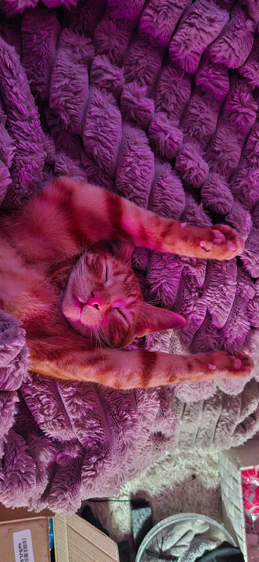 Barney joined the competition — help win amazing prizes! cat, orange_tabby, sleeping, stretching, fluffy_blanket, purple, cozy, indoor, pet, relaxed, fur, whiskers, paw, nap, comfort, cute, animal, soft_texture, resting, peaceful