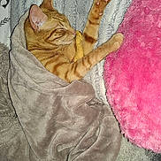 Barney joined the competition — help win amazing prizes! cat, orange_tabby, blanket, toy_mouse, paw, pink_pillow, gray_blanket, sleeping, cozy, indoor, feline, pet, cute, relaxed, striped, fur, whiskers, nose, claws, snuggled
