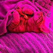 Barney joined the competition — help win amazing prizes! animal, blanket, cat, comfort, cozy, cute, domestic, feline, fur, indoor, peaceful, pet, purple_light, relaxation, resting, sleeping, snuggled, soft_texture, toy, warm