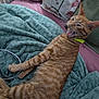 Barney joined the competition — help win amazing prizes! animal, blanket, cat, collar, couch, cozy, cute, expression, feline, fur, home, indoor, lying_down, mouth_open, orange_tabby, pet, pillow, relaxed, striped, whiskers