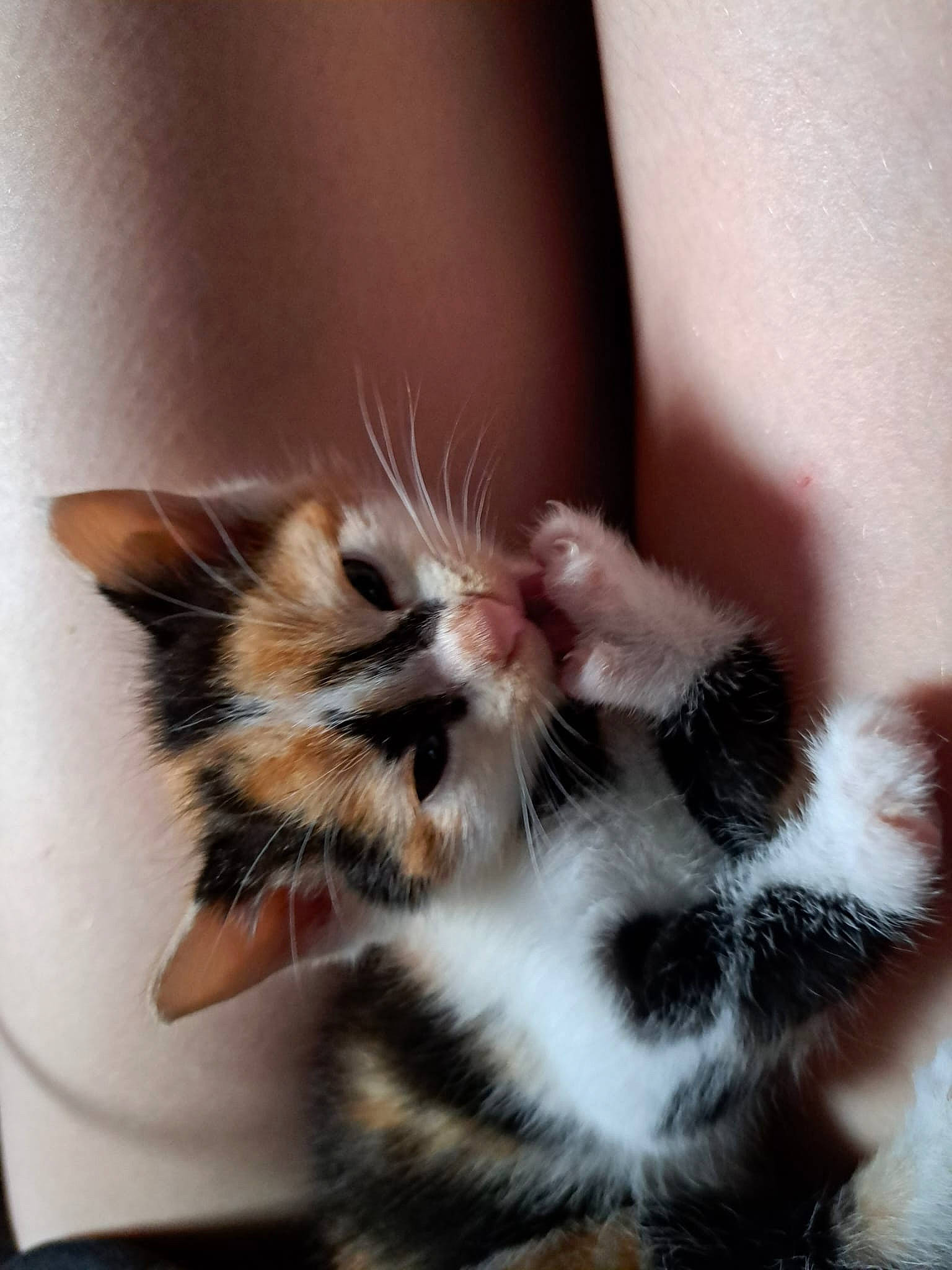 Nya is registered to the contest to win money with this photo: carnivore, cat, claw, comfort, domestic_short_haired_cat, ear, eye, felidae, foot, fur, gesture, head, human_leg, nail, paw, small_to_medium_sized_cats, snout, tail, whiskers