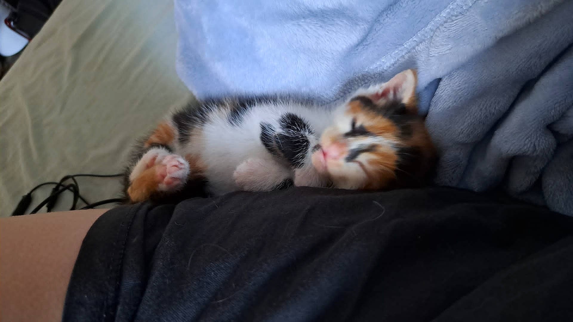 Nya joined the competition — help win amazing prizes! carnivore, cat, claw, comfort, domestic_short_haired_cat, felidae, foot, fur, grey, human_leg, linens, nap, paw, sleep, small_to_medium_sized_cats, snout, tail, textile, whiskers, wood