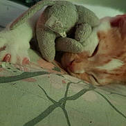 Biscuit joined the competition — help win amazing prizes! cat, sleeping, orange_and_white, paw, stuffed_animal, bunny, plush_toy, blanket, floral_pattern, cozy, nap, pet, indoor, close_up, fur, whiskers, relaxation, soft_lighting, cute, animal