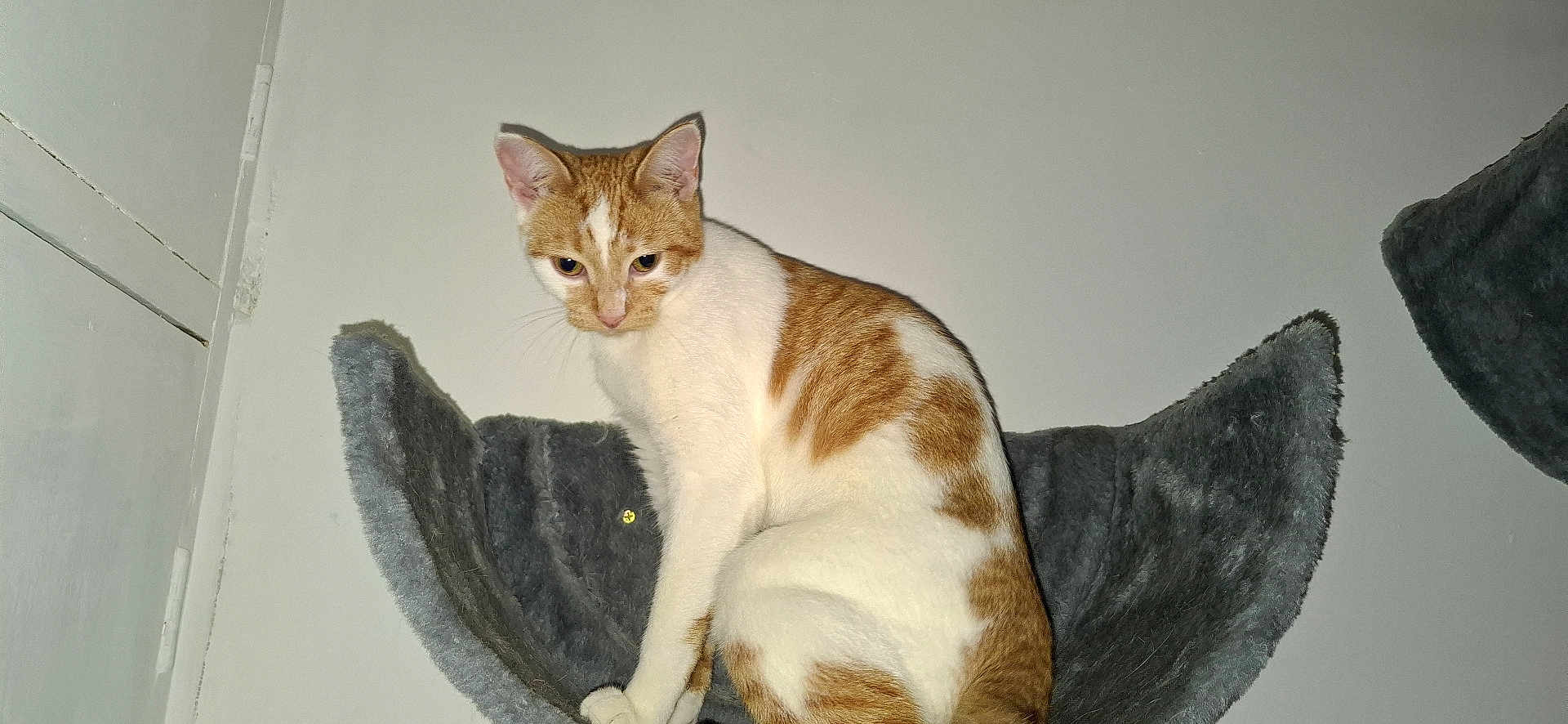 Biscuit is registered to the contest to win money with this photo: cat, ginger_cat, white_cat, pet, indoor, feline, cat_tree, gray, fur, animal, whiskers, ears, sitting, looking_down, household, cute, domestic_animal, furniture, wall, portrait