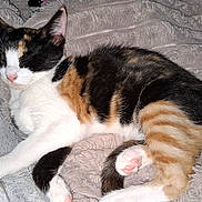 Cookie joined the competition — help win amazing prizes! cat, calico, sleeping, pet, feline, paw, blanket, soft, cozy, fur, animal, home, resting, cute, domestic, indoor, nap, whiskers, relaxation, comfort