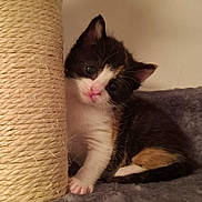 Cookie joined the competition — help win amazing prizes! adorable, animal, calico, cat, curious, cute, domestic, feline, fur, indoor, kitten, paw, pet, playful, resting, scratching_post, small, soft, whiskers, young