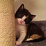 Cookie is registered to the contest to win money with this photo: kitten, calico, cat, pet, scratching_post, sisal, fur, cute, animal, indoor, carpet, small, young, whiskers, playful, curious, paw, feline, domestic, resting
