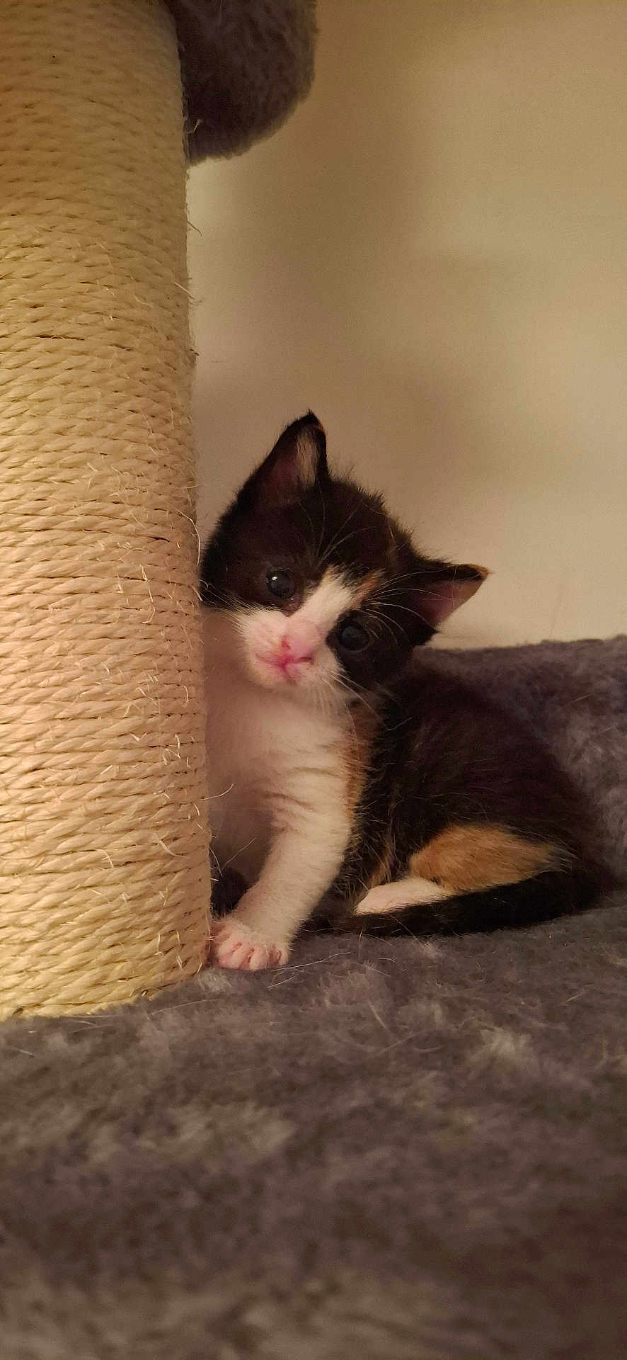 Cookie is registered to the contest to win money with this photo: kitten, calico, cat, pet, scratching_post, sisal, fur, cute, animal, indoor, carpet, small, young, whiskers, playful, curious, paw, feline, domestic, resting