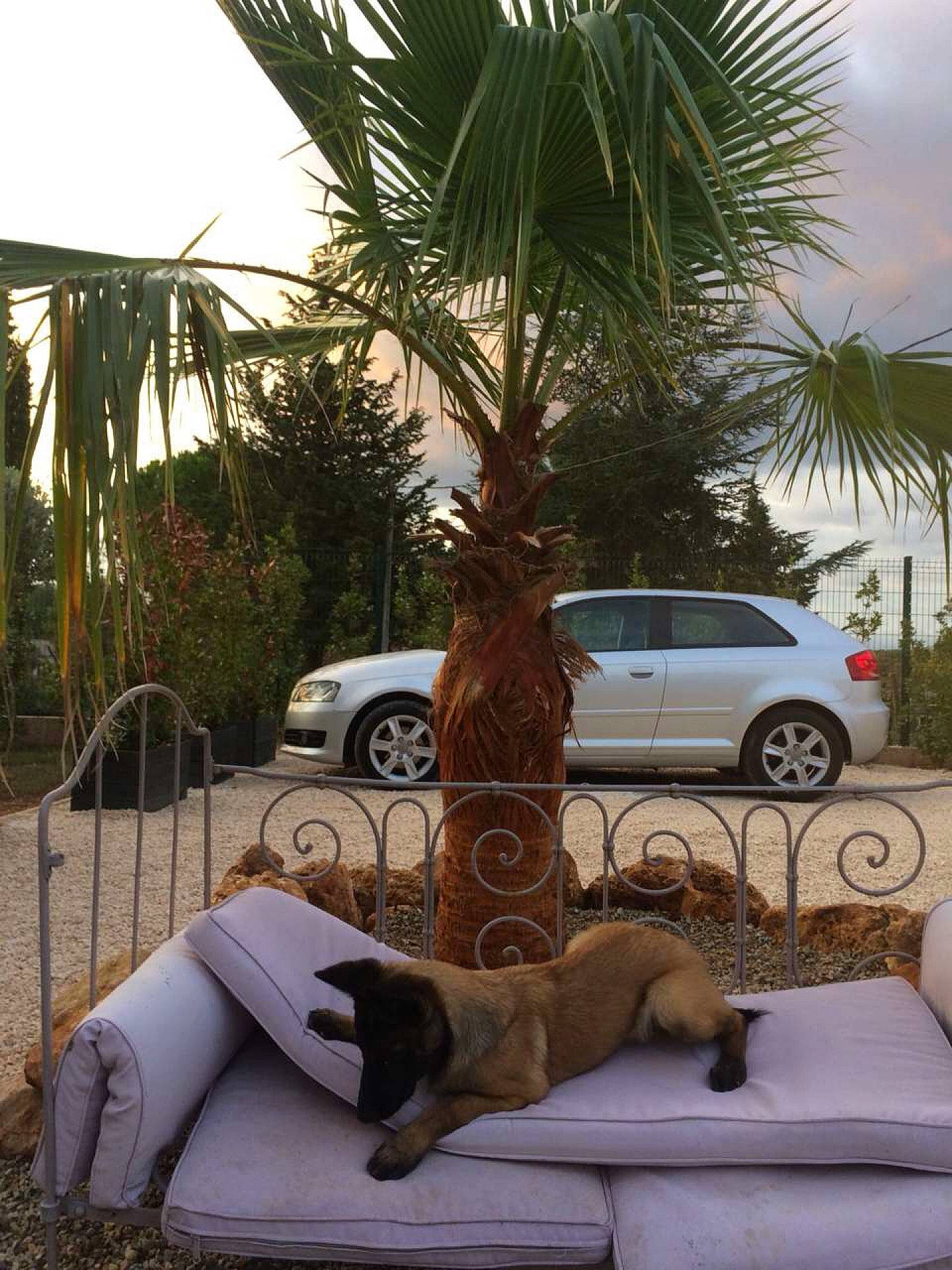 Plume a rejoint le concours — aidez-le/la à gagner de superbes lots ! arecales, automotive_design, automotive_exterior, automotive_tire, car, cloud, landscape, leaf, light, morning, plant, property, sky, tints_and_shades, tire, tree, vehicle, wheel, wood, woody_plant