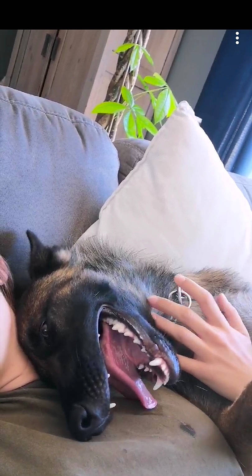 Plume a rejoint le concours — aidez-le/la à gagner de superbes lots ! carnivore, comfort, companion_dog, dog, dog_breed, ear, fang, fawn, felidae, fur, jaw, lap, mammal, small_to_medium_sized_cats, snout, sporting_group, tooth, vertebrate, whiskers, working_animal