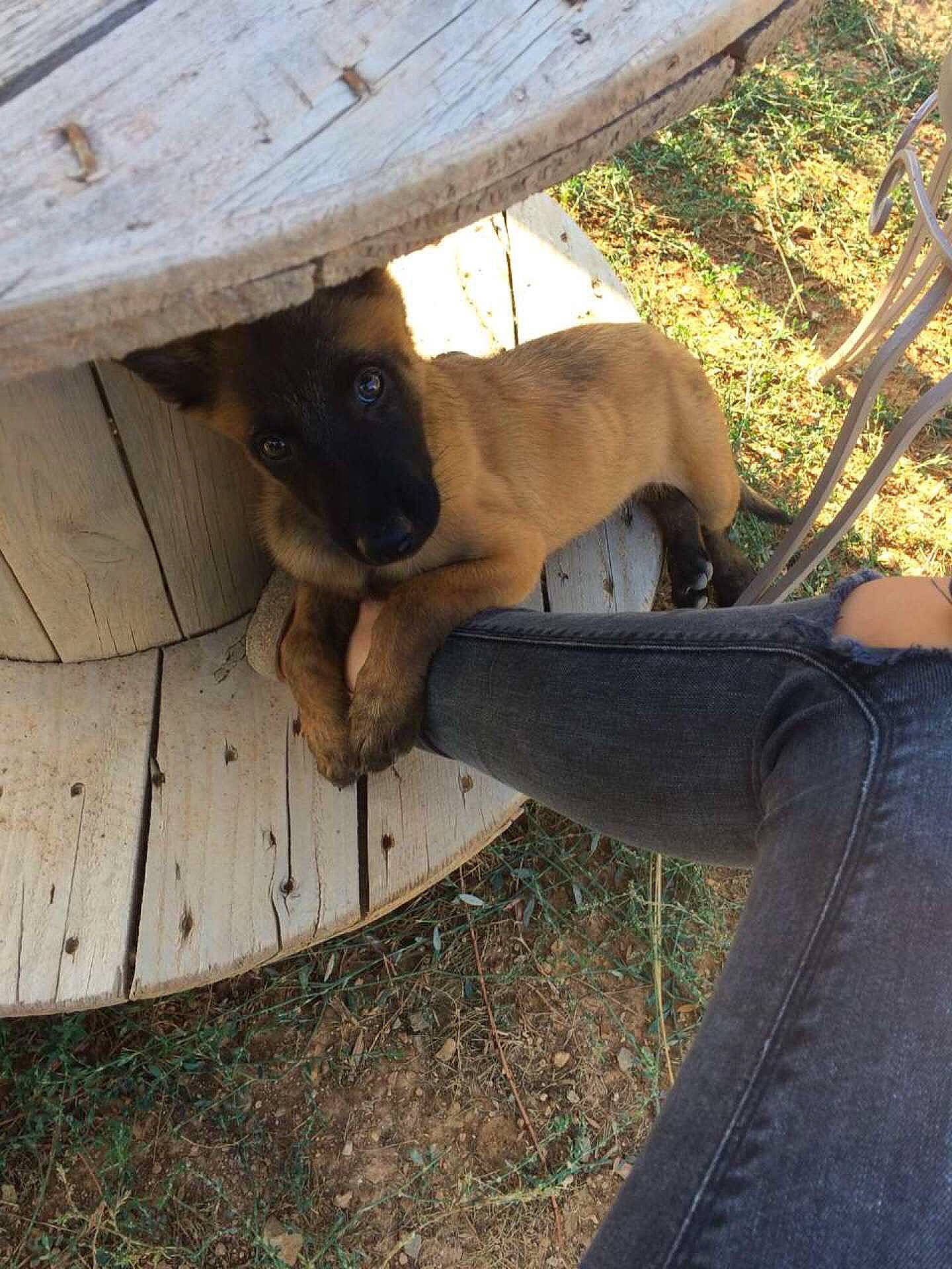 Plume a rejoint le concours — aidez-le/la à gagner de superbes lots ! asphalt, canidae, carnivore, companion_dog, dog, dog_breed, fawn, felidae, grass, hardwood, paw, plank, plant, road_surface, shade, snout, sporting_group, tail, tints_and_shades, wood