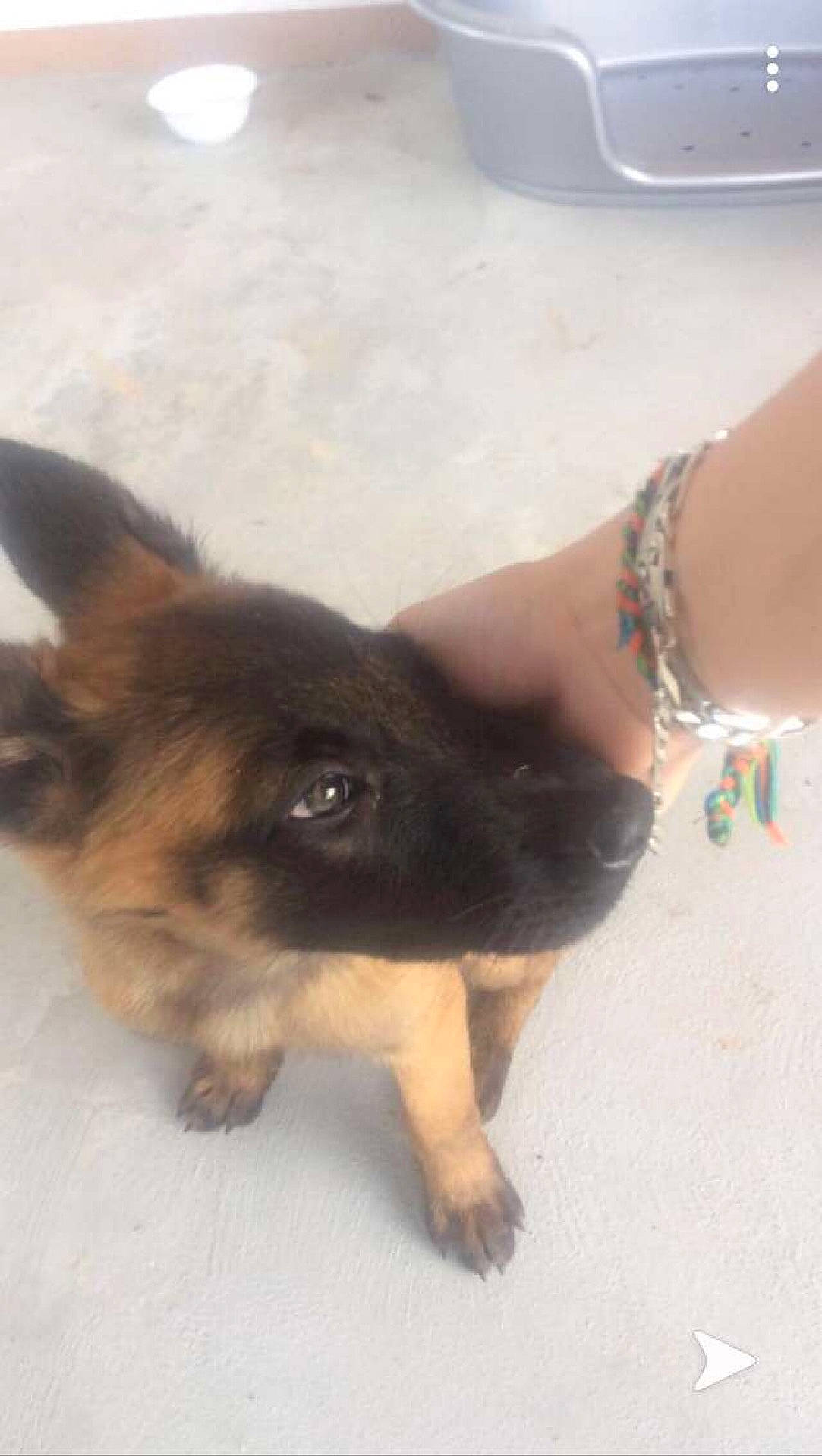 Plume participe au concours pour gagner de l'argent avec cette photo : barefoot, canidae, carnivore, companion_dog, dog, dog_breed, east_european_shepherd, fawn, foot, fur, german_shepherd_dog, herding_dog, human_leg, paw, snout, sporting_group, toe, working_animal, working_dog, wrist