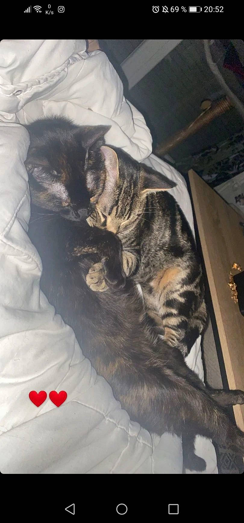 Tigrou a rejoint le concours — aidez-le/la à gagner de superbes lots ! bed, carnivore, cat, claw, comfort, dog_breed, domestic_short_haired_cat, duvet, felidae, fur, grey, head, linens, nap, paw, small_to_medium_sized_cats, snout, sporting_group, tail, whiskers