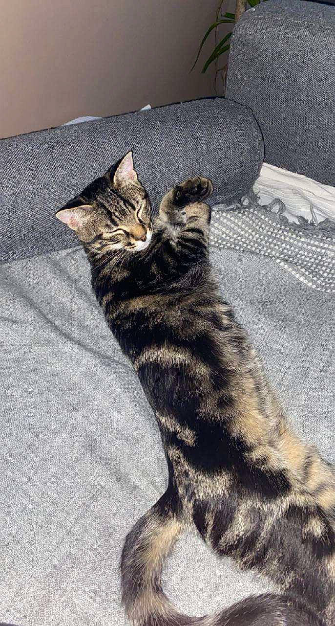 Tigrou a rejoint le concours — aidez-le/la à gagner de superbes lots ! art, carnivore, cat, claw, comfort, domestic_short_haired_cat, felidae, flooring, foot, fur, grey, houseplant, pattern, paw, small_to_medium_sized_cats, snout, tail, terrestrial_animal, whiskers