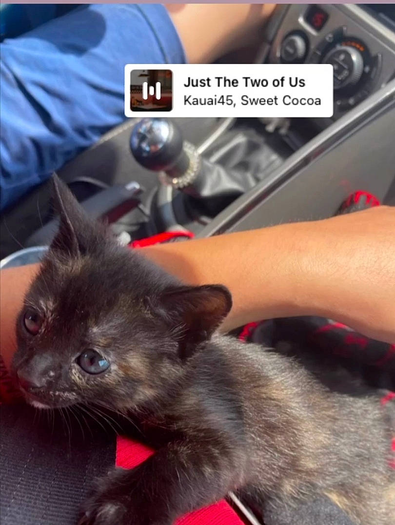 Misty participe au concours pour gagner de l'argent avec cette photo : auto_part, black_cat, bombay, carnivore, cat, claw, comfort, domestic_short_haired_cat, ear, felidae, fur, nail, paw, photo_caption, small_to_medium_sized_cats, snapshot, snout, tail, whiskers