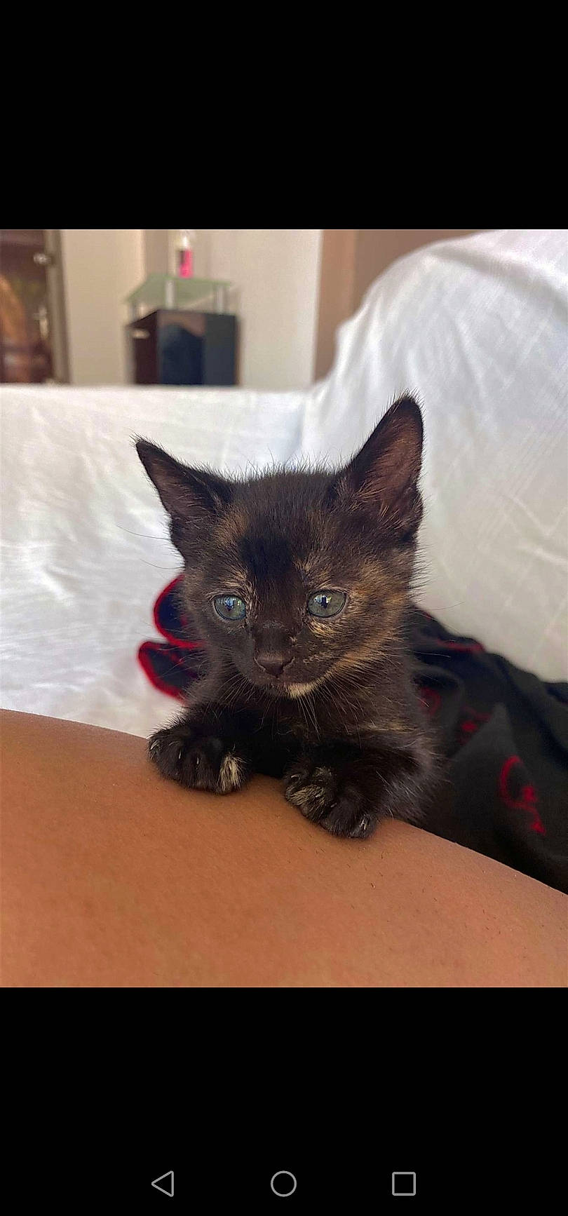 Misty a rejoint le concours — aidez-le/la à gagner de superbes lots ! black_cat, carnivore, cat, cat_supply, claw, comfort, domestic_short_haired_cat, ear, eye, fawn, felidae, fur, grey, head, iris, small_to_medium_sized_cats, snout, tail, terrestrial_animal, whiskers