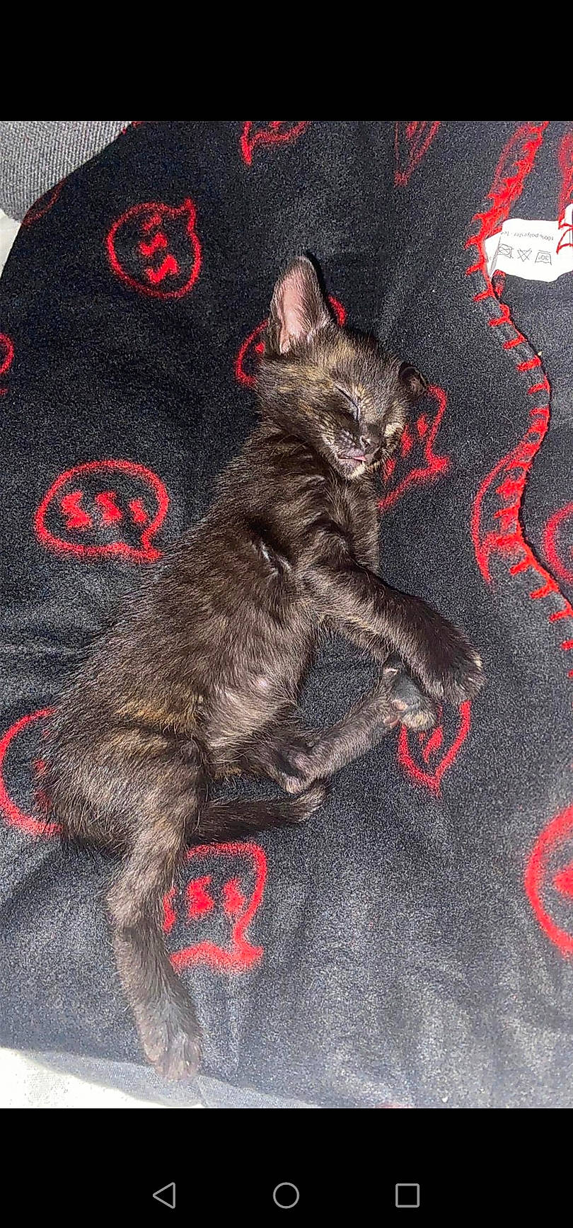 Misty participe au concours pour gagner de l'argent avec cette photo : black_cat, carmine, carnivore, cat, cat_toy, claw, domestic_short_haired_cat, felidae, font, fur, grey, pattern, paw, photo_caption, red, sleeve, small_to_medium_sized_cats, snout, tail, whiskers