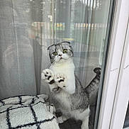 Voltaire a rejoint le concours — aidez-le/la à gagner de superbes lots ! animal, blanket, cat, cozy, curiosity, curious, domestic, feline, fur, glass_door, home, indoor, paws, pet, reflection, scottish_fold, tail, whiskers, wide_eyes, window