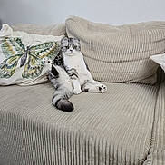 Voltaire participe au concours pour gagner de l'argent avec cette photo : animal, butterfly, cat, corduroy, couch, cozy, curious, fur, furniture, gray, home, indoor, pet, pillow, relaxed, seated, soft, upholstery, whiskers, white