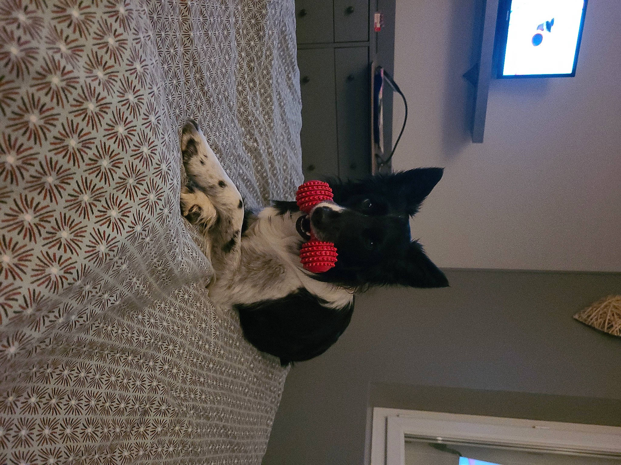 Night participe au concours pour gagner de l'argent avec cette photo : black_cat, canidae, carnivore, comfort, curtain, dog, dog_breed, fawn, felidae, floor, flooring, fur, grey, hardwood, interior_design, room, small_to_medium_sized_cats, sporting_group, tail, wood