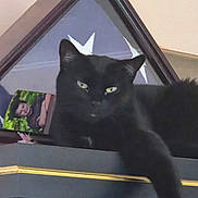 Boo joined the competition — help win amazing prizes! black_cat, cat, feline, pet, animal, indoor, furniture, portrait, face, eyes, resting, relaxed, triangular_frame, photograph, person, smiling, glass, gold_trim, dark, cozy