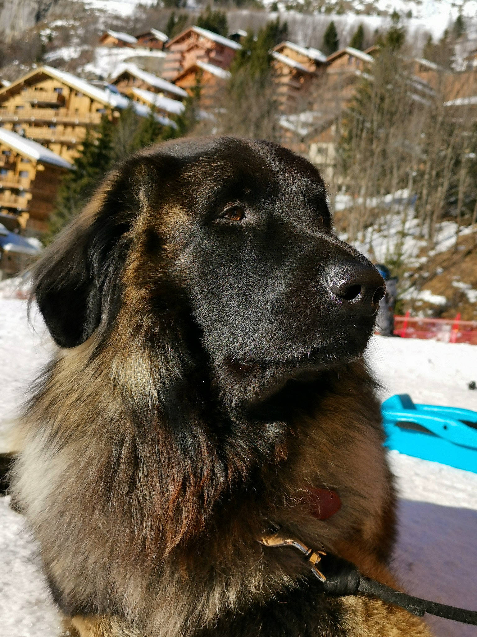 Mayko participe au concours pour gagner de l'argent avec cette photo : canidae, carnivore, carpathian_shepherd_dog, caucasian_shepherd_dog, dog, dog_breed, estrela_mountain_dog, giant_dog_breed, leonberger, mammal, sarplaninac, snout, sporting_group, vertebrate