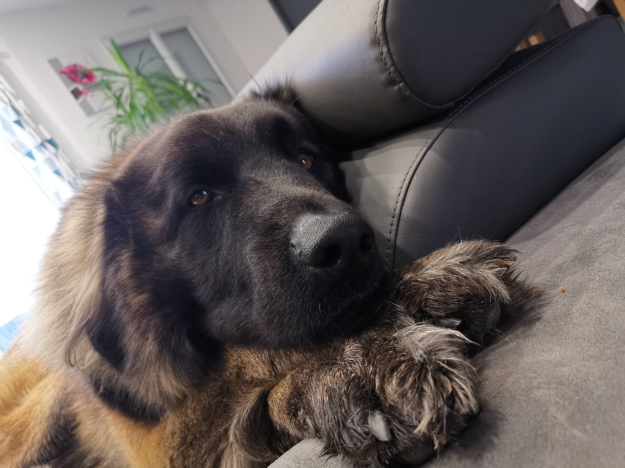 Mayko a rejoint le concours — aidez-le/la à gagner de superbes lots ! canidae, carnivore, caucasian_shepherd_dog, companion_dog, dog, dog_breed, estrela_mountain_dog, fur, giant_dog_breed, leonberger, mammal, sarplaninac, snout, sporting_group, vertebrate