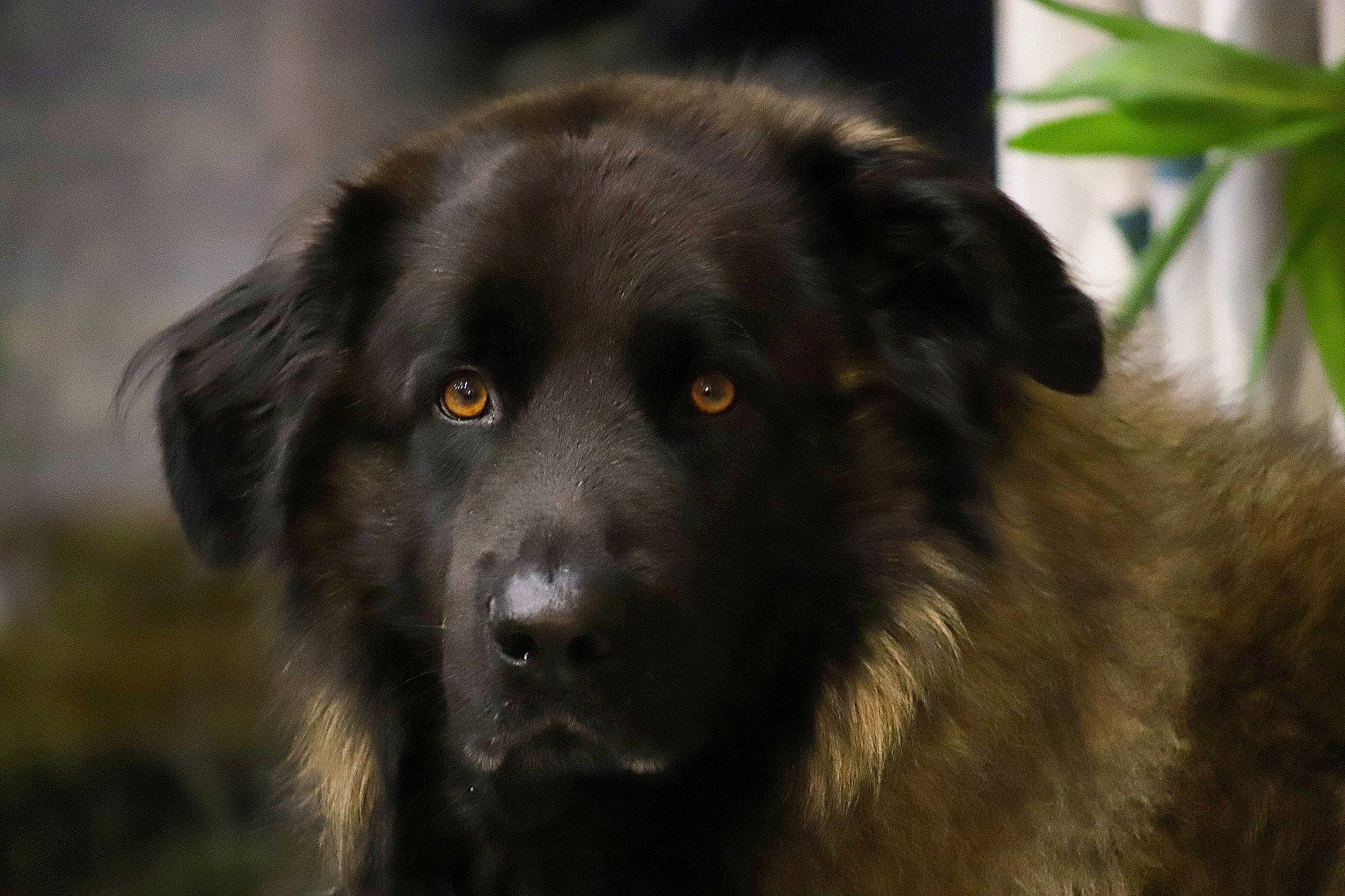 Mayko participe au concours pour gagner de l'argent avec cette photo : ancient_dog_breeds, borador, canidae, carnivore, companion_dog, dog, dog_breed, fur, gaddi_kutta, grass, gun_dog, sporting_group, terrestrial_animal, whiskers, wildlife, working_animal, working_dog