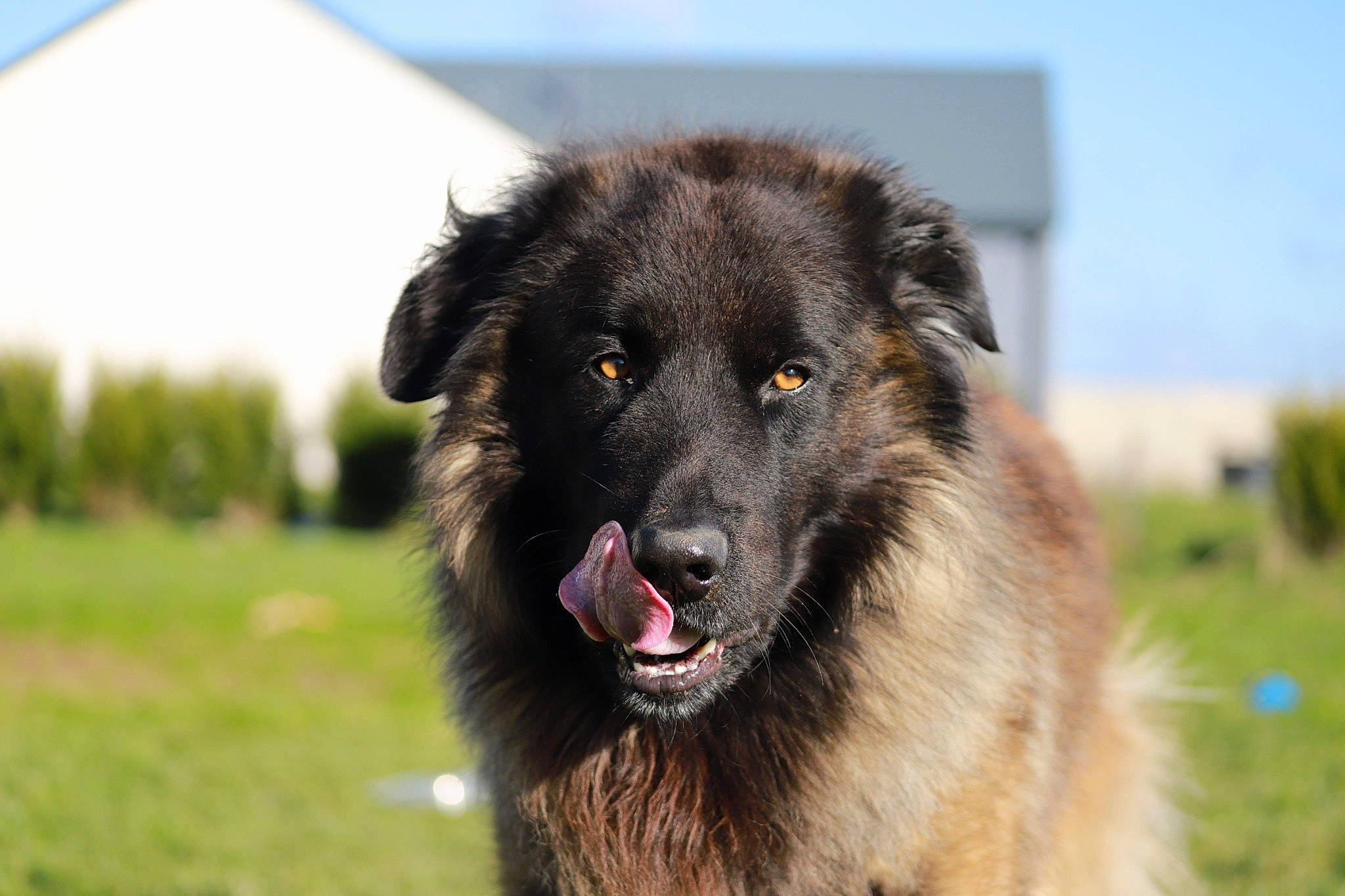 Mayko participe au concours pour gagner de l'argent avec cette photo : ancient_dog_breeds, canidae, carnivore, companion_dog, dog, dog_breed, fur, grass, herding_dog, old_german_shepherd_dog, sky, snout, sporting_group, tervuren, working_dog