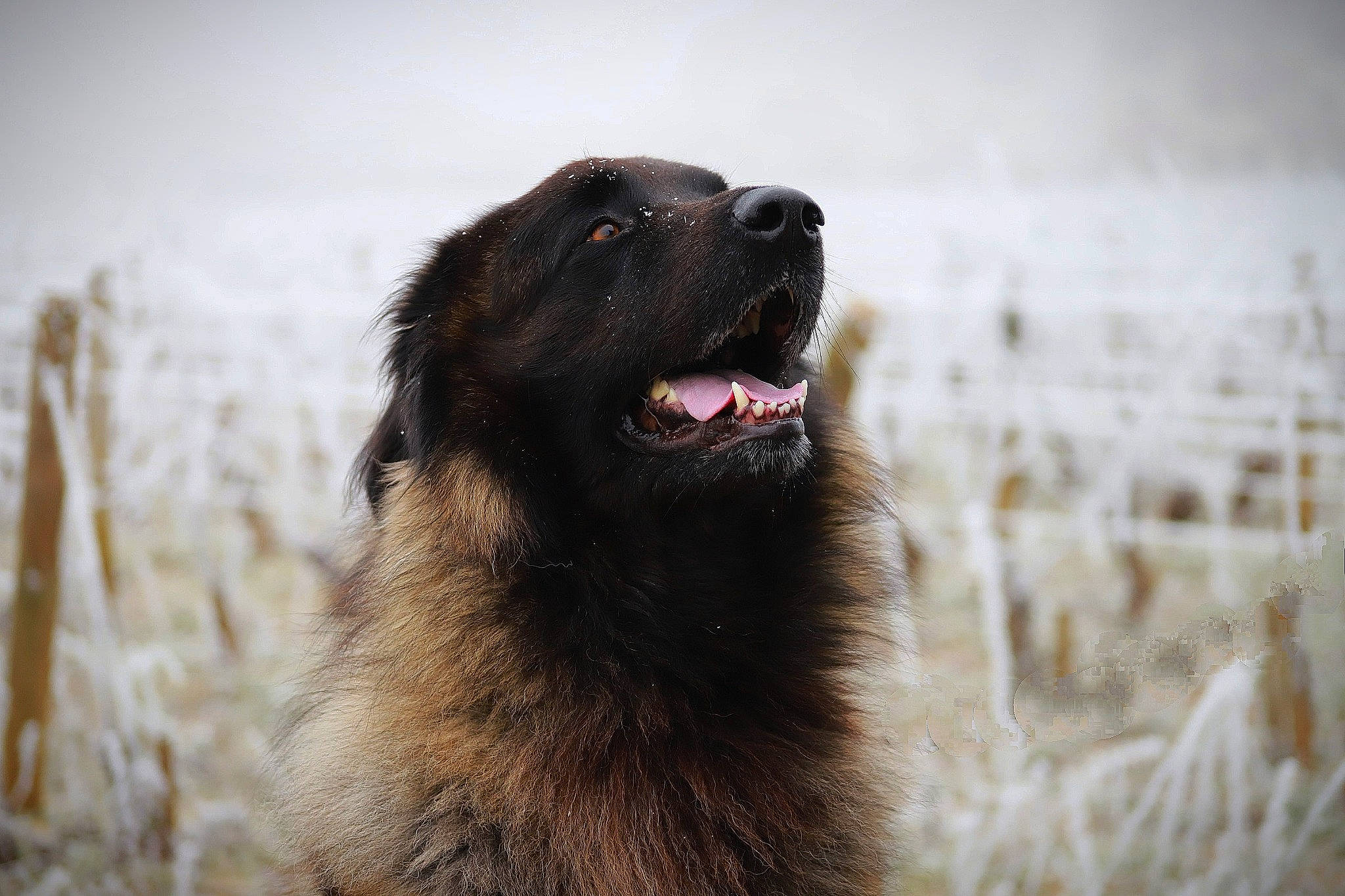 Mayko participe au concours pour gagner de l'argent avec cette photo : canidae, carnivore, companion_dog, dog, dog_breed, fang, fur, golden_retriever, grass, guard_dog, herding_dog, liver, snout, sporting_group, terrestrial_animal, whiskers, wildlife, winter, working_animal, working_dog