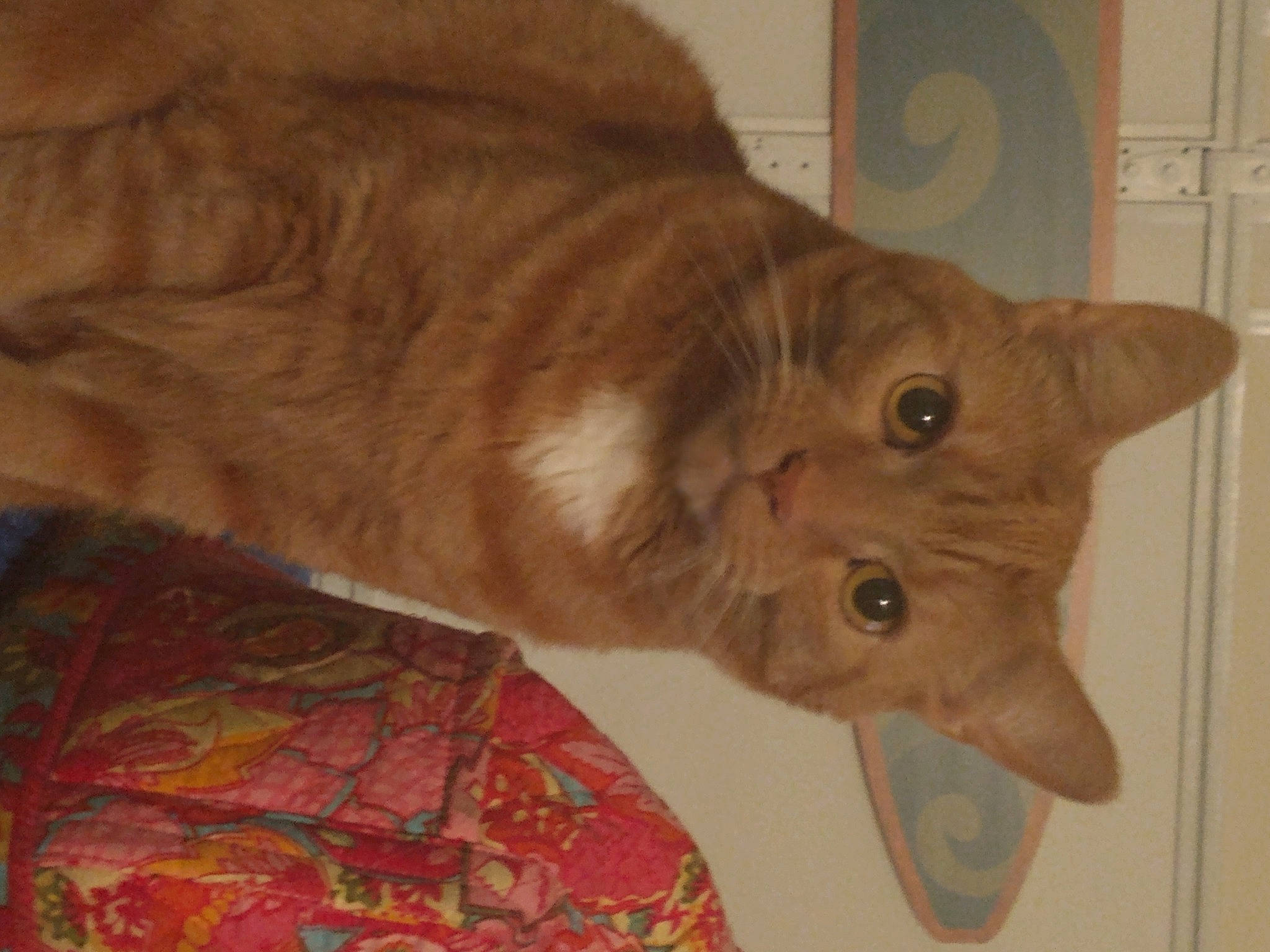 Sheister is registered to the contest to win money with this photo: art, carnivore, cat, claw, domestic_short_haired_cat, fawn, felidae, fur, small_to_medium_sized_cats, snout, tail, whiskers, window, wood