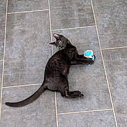 Pepsy a rejoint le concours — aidez-le/la à gagner de superbes lots ! animal, black_cat, cat, colorful_toy, ears, feline, floor, funny_pose, gray_floor, indoor, lying_down, pet, photography, playing, portrait, tail, tiles, toy, whiskers, wide_eyes