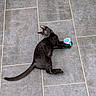 cat, black_cat, pet, animal, feline, lying_down, playing, toy, colorful_toy, wide_eyes, whiskers, ears, tail, indoor, floor, tiles, gray_floor, portrait, funny_pose, photography