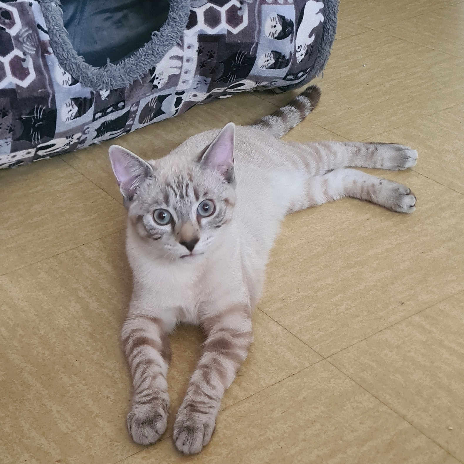 Léo a rejoint le concours — aidez-le/la à gagner de superbes lots ! animal, blue_eyes, cat, cat_tunnel, cozy, curious, cute, ears, feline, floor, home, indoor, laying_down, light_fur, paws, pet, relaxed, striped_legs, tail, whiskers