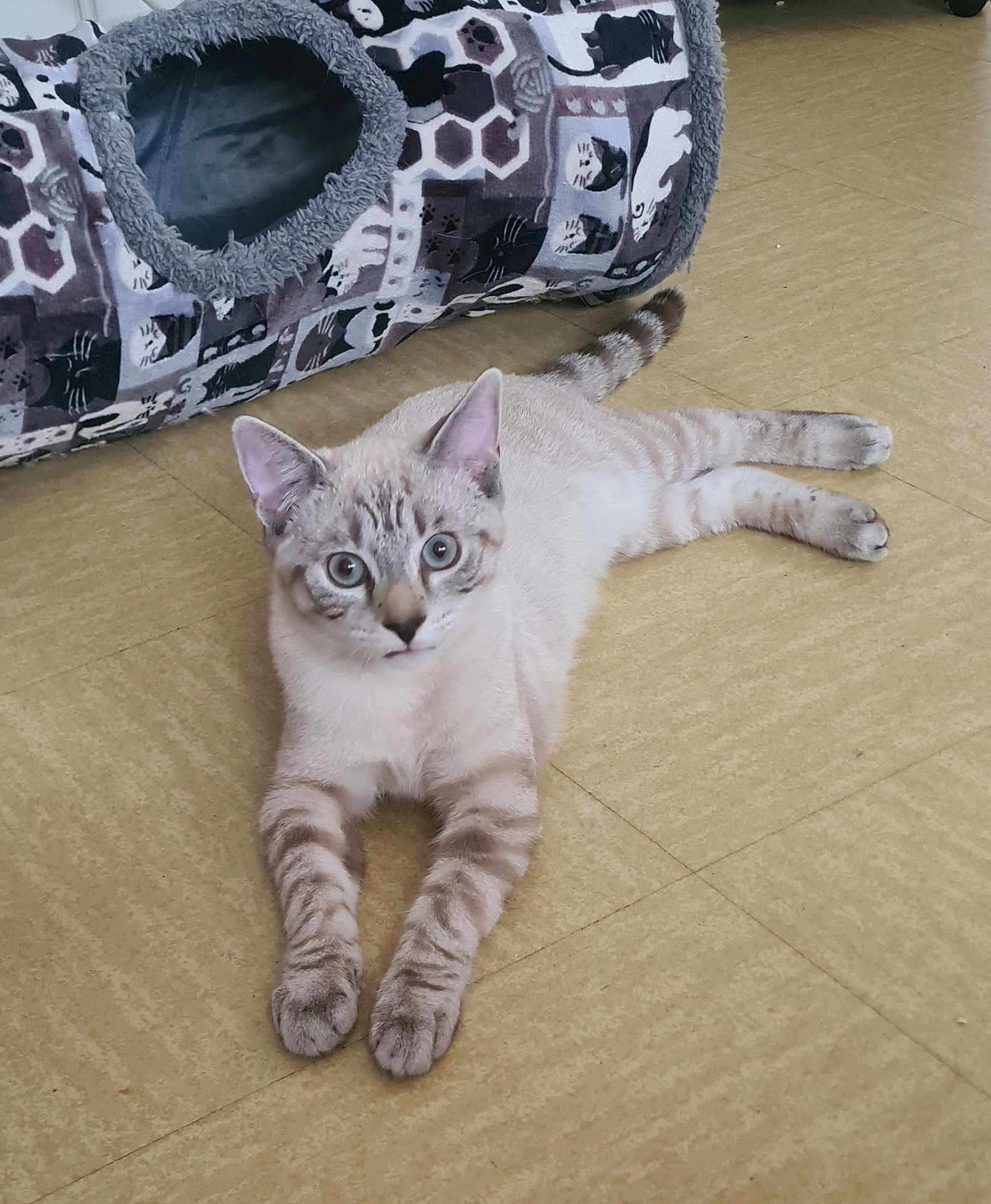 Léo a rejoint le concours — aidez-le/la à gagner de superbes lots ! cat, blue_eyes, light_fur, striped_legs, cat_tunnel, floor, indoor, pet, animal, relaxed, curious, feline, paws, ears, whiskers, tail, home, cozy, cute, laying_down